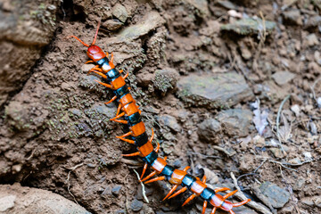 Colorful Centipede Explores Rocky Terrain
