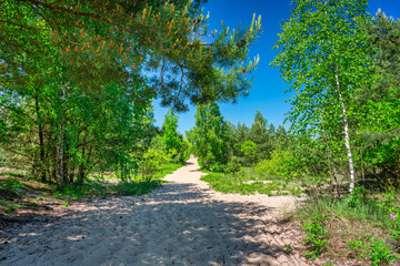 Path to the beach in Sobieszewo island at summer, Poland