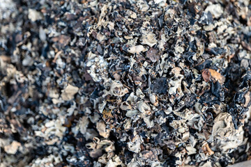 A closeup of the black stone flower