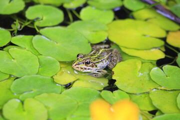 アサザの葉の上で休むトノサマガエル