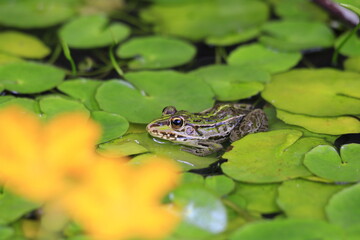 暑さで夏バテ気味のトノサマガエルの目が虚ろ
