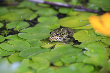 黄色いアサザの葉にとまるトノサマガエル