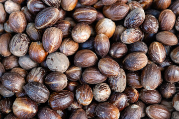 Nutmeg Seeds Aromatic Harvest