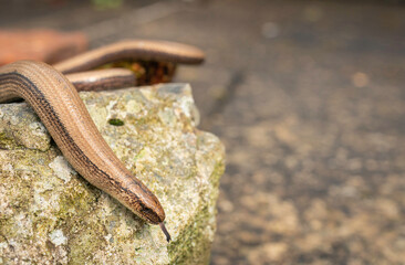 slow worm, Anguis fragilis, basking on rock Buckinghamshire uk