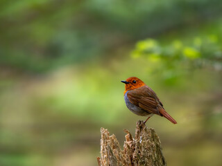 森の中で枯れ木に留まっているコマドリの雄