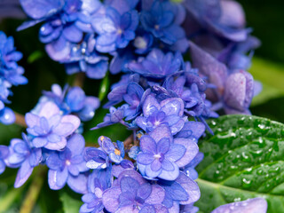 水滴が付いた青紫色のアジサイ