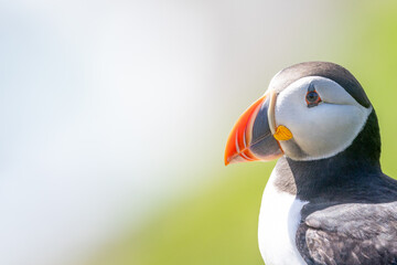 Head and body shot of an Atlantic Puffin (fratercula arctica) UK
