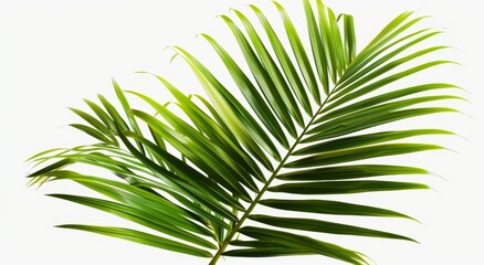 Obraz premium This sharp, high-definition picture is perfect for nature, tropical, or botanical themed projects.