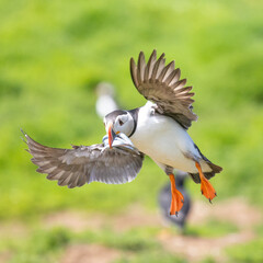 Single puffin (fratercula arctica) coming into land at the colony, with a beak full of shiny sand eels.