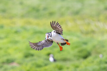 A puffin (fratercula arctica) coming into land at the colony, with a beak full of shiny sand eels.