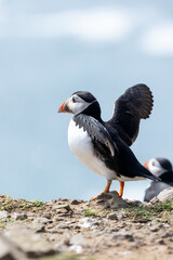 Colourful puffin stretching its wings on a cliff edge, with the blue sea in the background. Skomer Island, UK