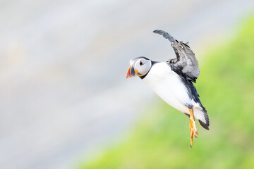 Side view of a puffin (fratercula arctica) in flight with copy space on the left