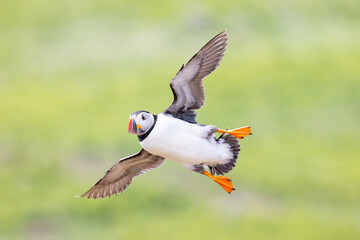 A puffin (fratercula arctica) flying with wings spread wide, showing its belly. Green background