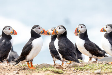 Puffin colony (fratercula arctica) showing a group of puffins standing together, with the blue sea behind