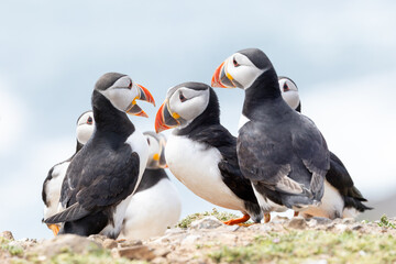 Social puffin (fratercula arctica) colony. A group of puffins gathered together on a cliff with the sea behind.