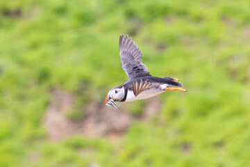 Puffin (fratercula arctica) returning to land with a beak full of sand eels. Skomer Island, UK