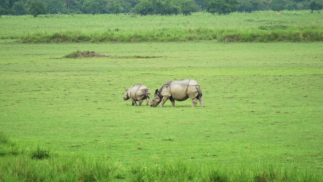 Single horned Rhinoceros grazing in a wildlife sanctuary