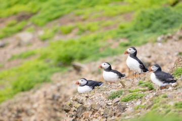 Four puffins (fratercula arctica) gathered together