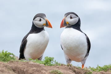 A beautiful pair of puffins posing on a green, wildflower cliff edge, with a pale blue sea in the background. Skomer Island, UK