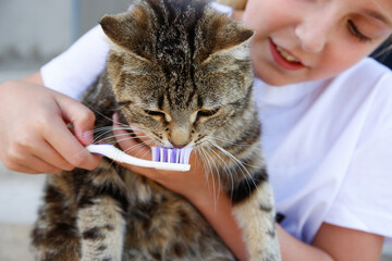 A woman brushes a cat's teeth with a toothbrush.