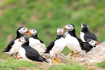 Colony of Puffins (fratercula arctica) standing on a rocky, green, cliff edge. Skomer Island, UK