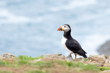 Colourful puffin (fratercula arctica) posing on a green, wildflower cliff edge, with the blue sea in the background. Skomer Island, UK