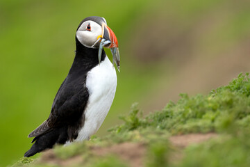 Beautiful Puffin (fratercula arctica) standing, with sand eels, amongst greenery.