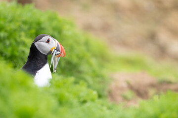 Beautiful Puffin (fratercula arctica) standing by its burrow, with sand eels, amongst greenery.