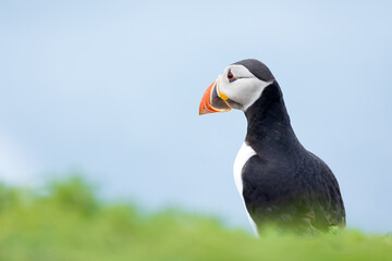 Colourful puffin posing on a green, wildflower cliff edge, with a pale blue sea in the background. Skomer Island, UK