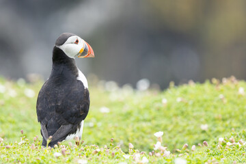 Back view of a Puffin (fratercula arctica) amongst wildflowers on Skomer Island 