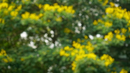 Beautiful natural blurred wallpaper