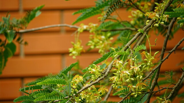 Tamarindus indica flowers bloom on the tree