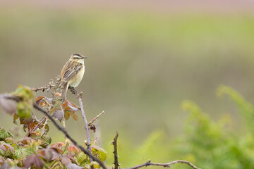 Sedge Warbler (Acrocephalus schoenobaenus)