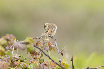 Sedge Warbler (Acrocephalus schoenobaenus)