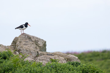 Oystercatcher bird (haematopus ostralegus) standing on rocks, looking out over a wildflower meadow. With copy space on right. Skomer Island, UK.