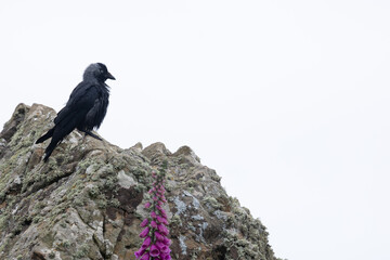 Jackdaw (Corvus monedula) perched on top of a rocky cliff, with copy space. UK