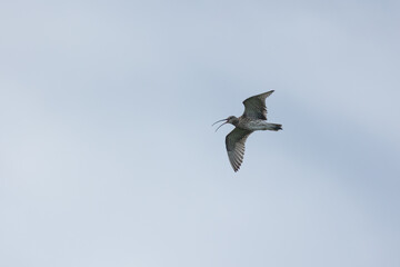 A lone Curlew (Numenius arquata) flying against the grey sky, beak open