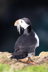 Back view of a brightly sunlit Puffin (fratercula arctica) with a mouthful of sand eels, set against the deep, blue sea. UK