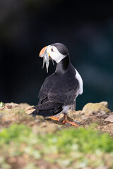 Back view of a brightly sunlit Puffin (fratercula arctica) with a mouthful of sand eels, set against the deep, blue sea. UK