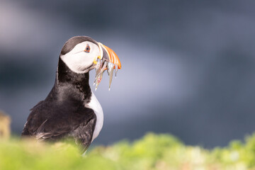 Brightly sunlit Puffin (fratercula arctica) with a mouthful of sand eels, set against the deep, blue sea.