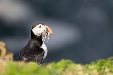 Brightly sunlit Puffin (fratercula arctica) with a mouthful of sand eels, set against the deep, blue sea.