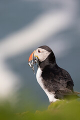 Brightly sunlit Puffin (fratercula arctica) with a mouthful of sand eels, set against the deep, blue sea.