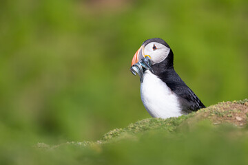 Brightly sunlit Puffin (fratercula arctica) with a mouthful of sand eels, set against the deep, green, natural background.