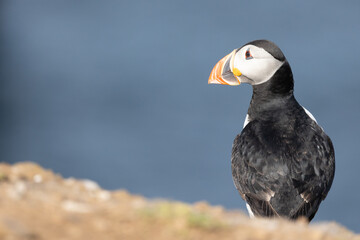 Brightly sunlit Puffin (fratercula arctica) with a deep, blue sea behind. UK