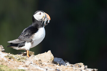 Portrait of a Puffin (fratercula arctica) with sand eels in its beak. Standing on a rocky cliff in bright sunshine.
