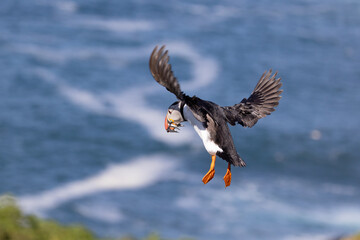 Atlantic puffin (fratercula arctica) landing with wings spread and a beak full of sand eels. Sea in background, Skomer Island.