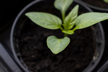 Tomato seedlings closeup. Tomato seedlings in plastic containers top view. Seedlings of small tomatoes. Growing vegetables