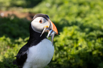 Puffin (fratercula arctica) with a beak full of sandeels on 
Skomer Island, Wales