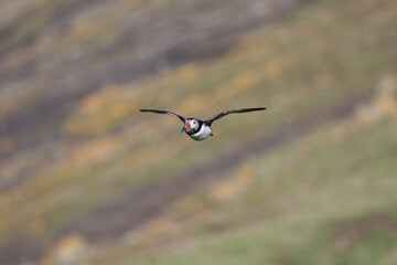 Puffin (fratercula arctica) flying in front of a striated cliff face on Skomer Island, Wales, UK