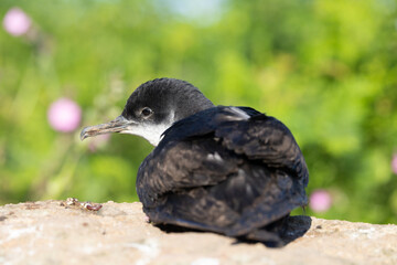 Back and head view of a Manx Shearwater (puffinus puffinus) sat on land. Skomer Island, UK